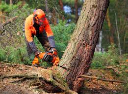 How Our Tree Care Process Works  in  Allison, IA