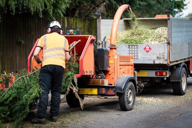 Professional Tree Care Services in Allison, IA